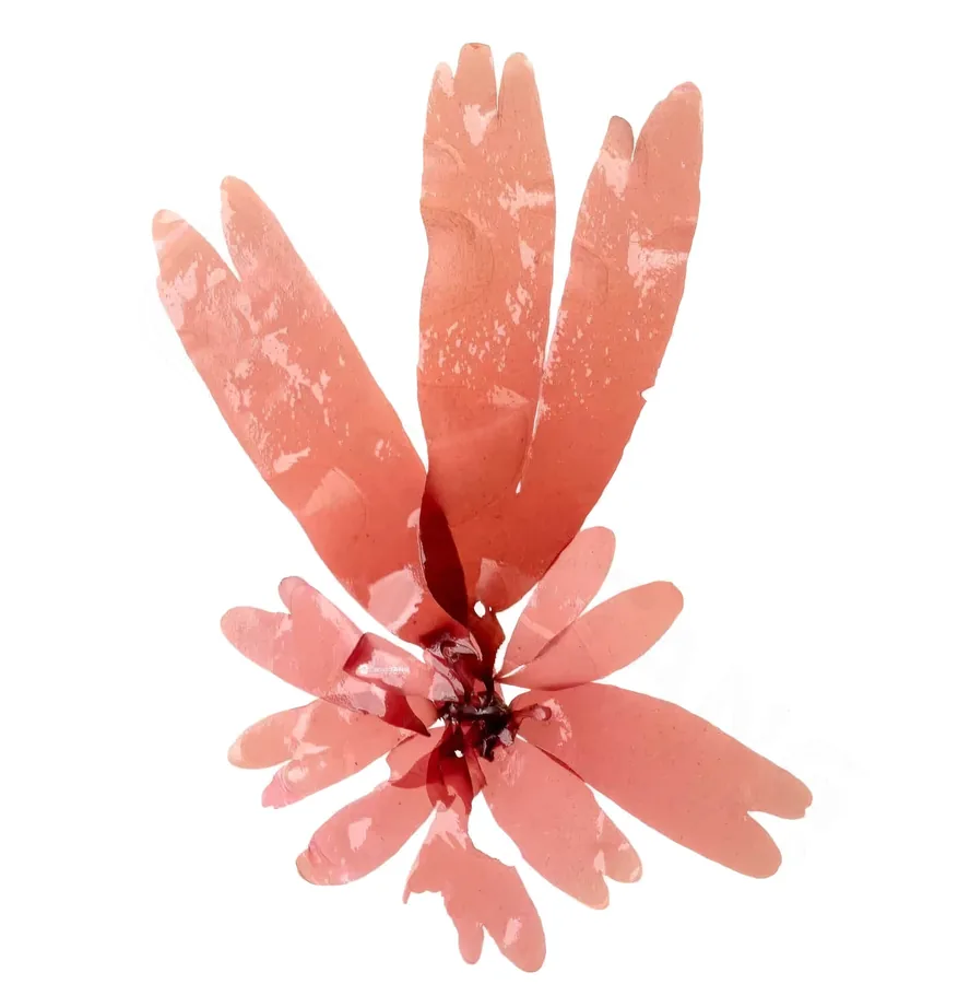 Fresh dulse