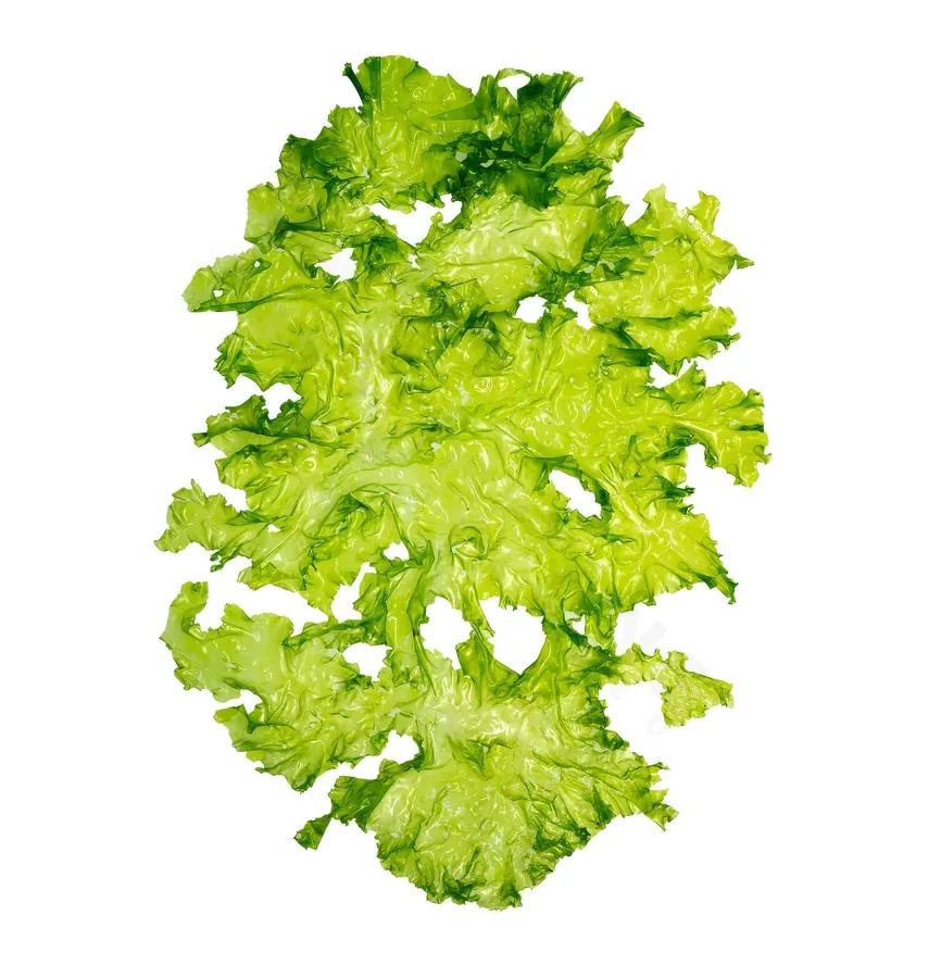 Fresh sea lettuce