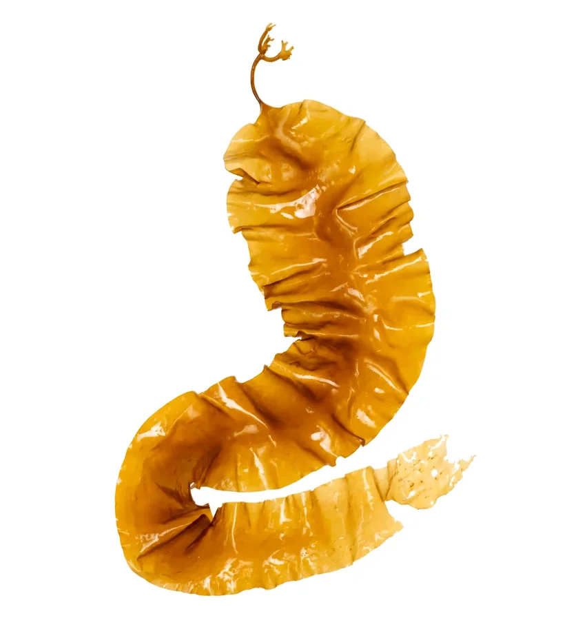 Fresh sugar kelp