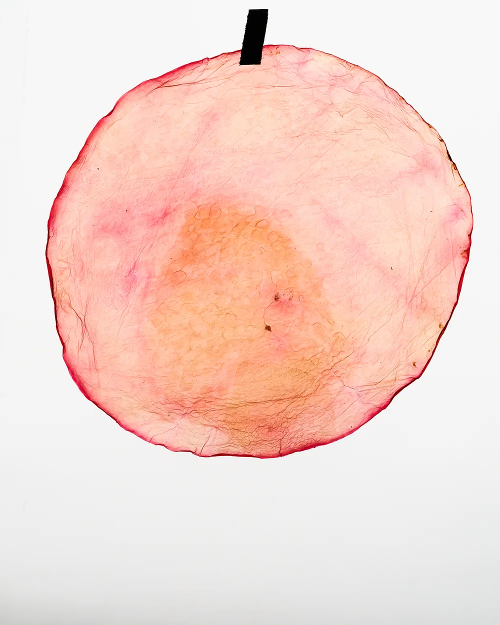 A SCOBY, the living culture that ferments the tea